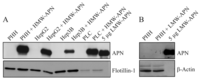 Metabolites 04 00394 g001 200