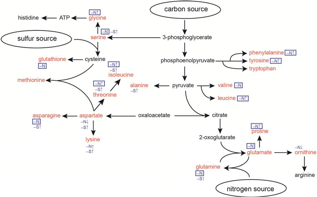 Metabolites 04 00517 g001 1024