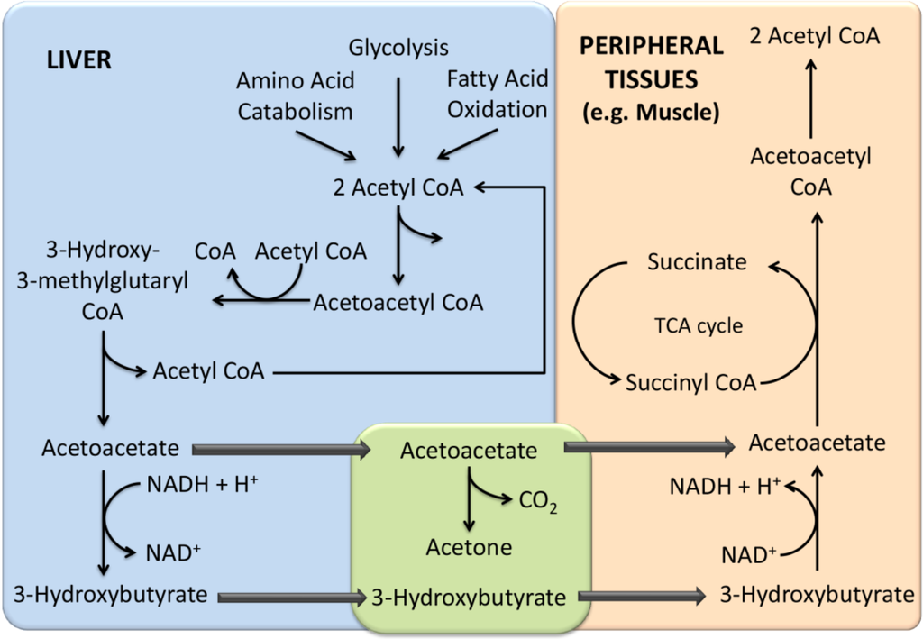 Metabolites 05 00003 g004 1024