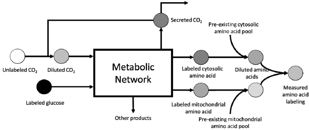 Metabolites 05 00521 g001 1024