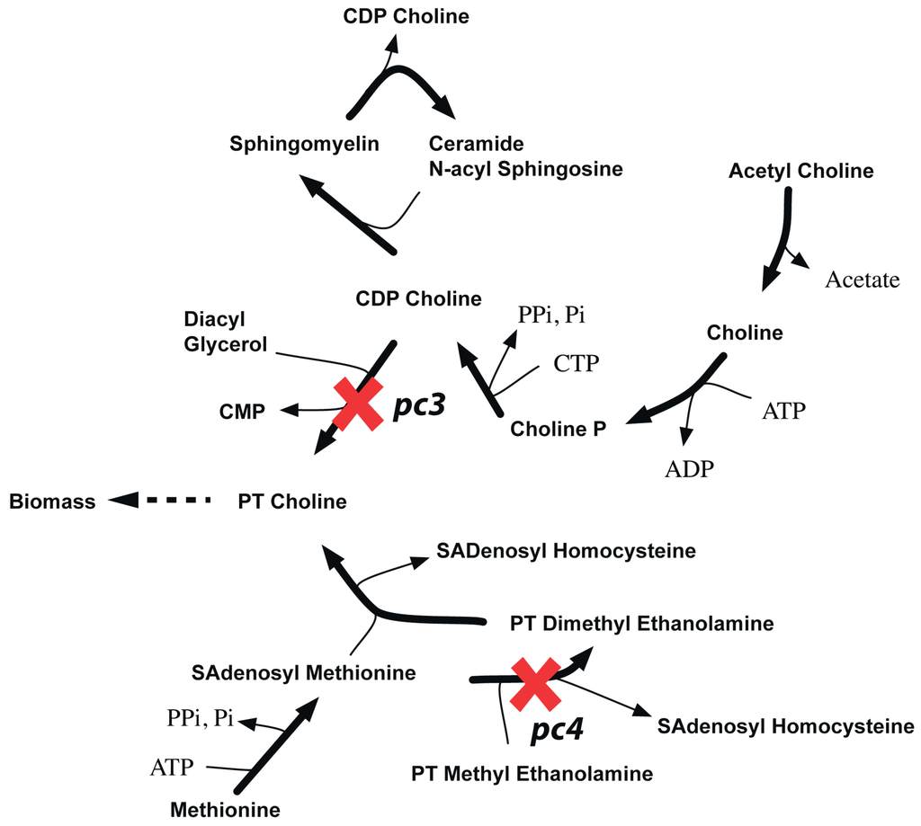 Metabolites 05 00536 g014 1024
