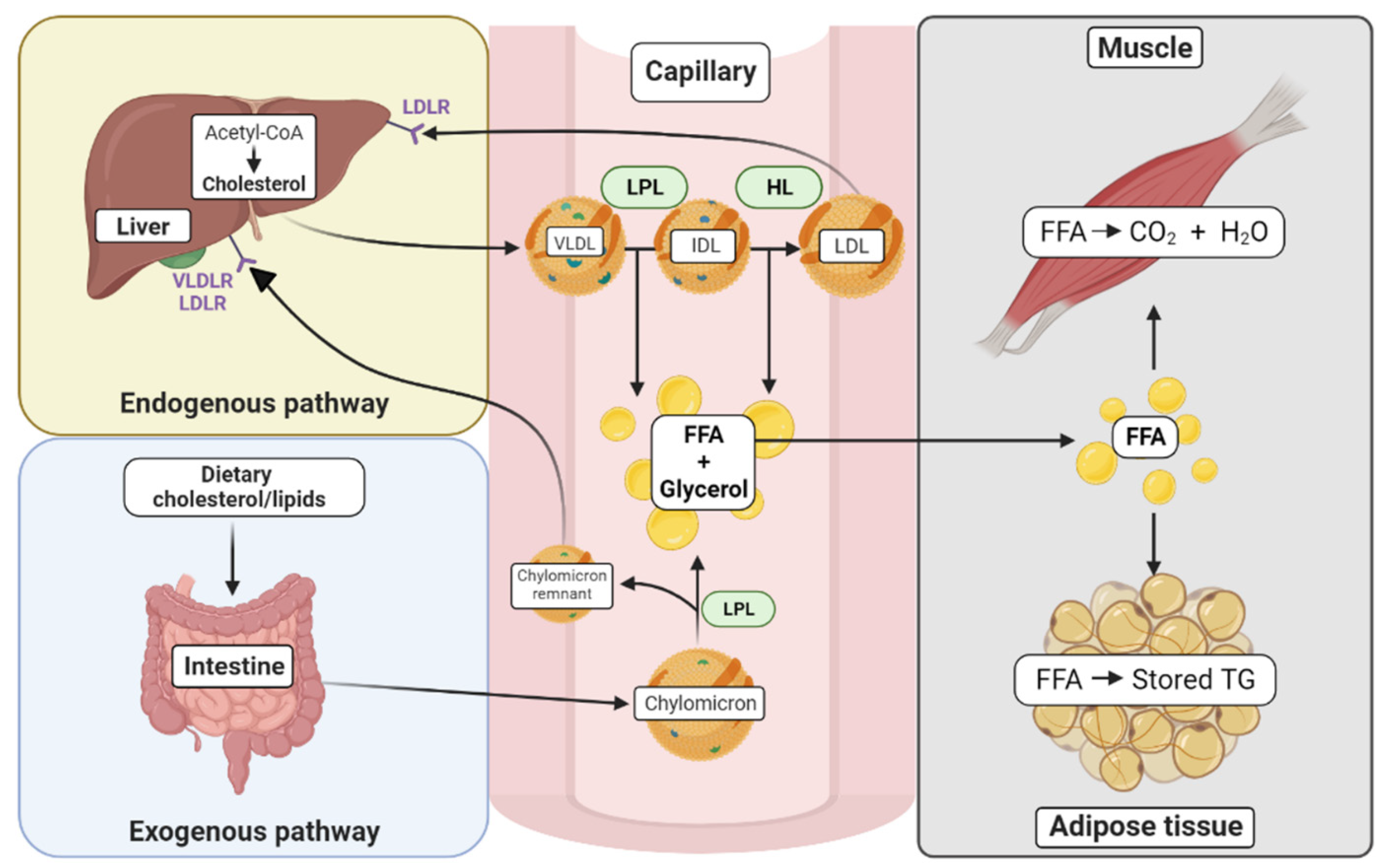 Metabolites 13 00799 g001
