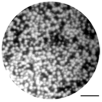 Metals 02 00441 g001 200