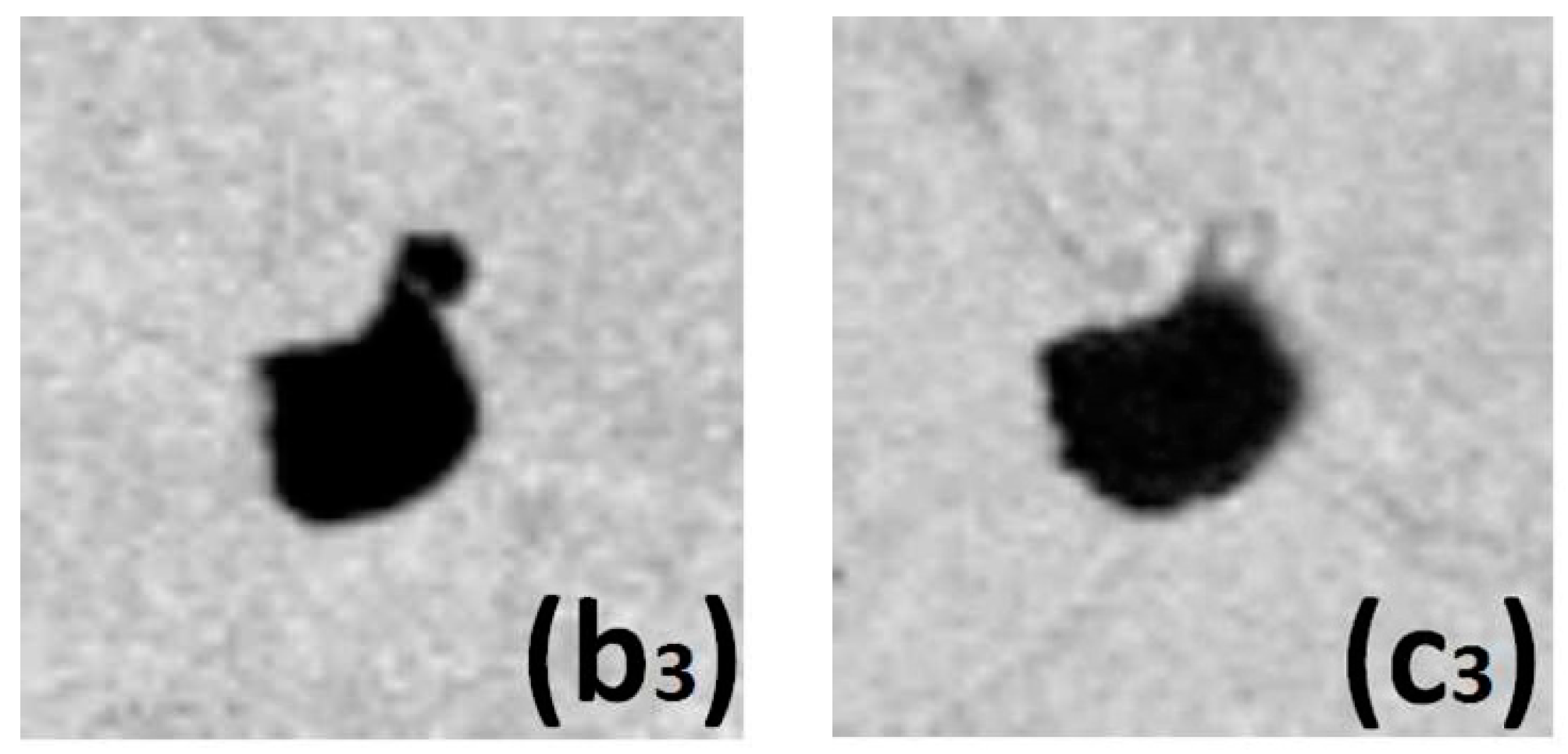 operator inequalities of the jensen čebyšev and grüss