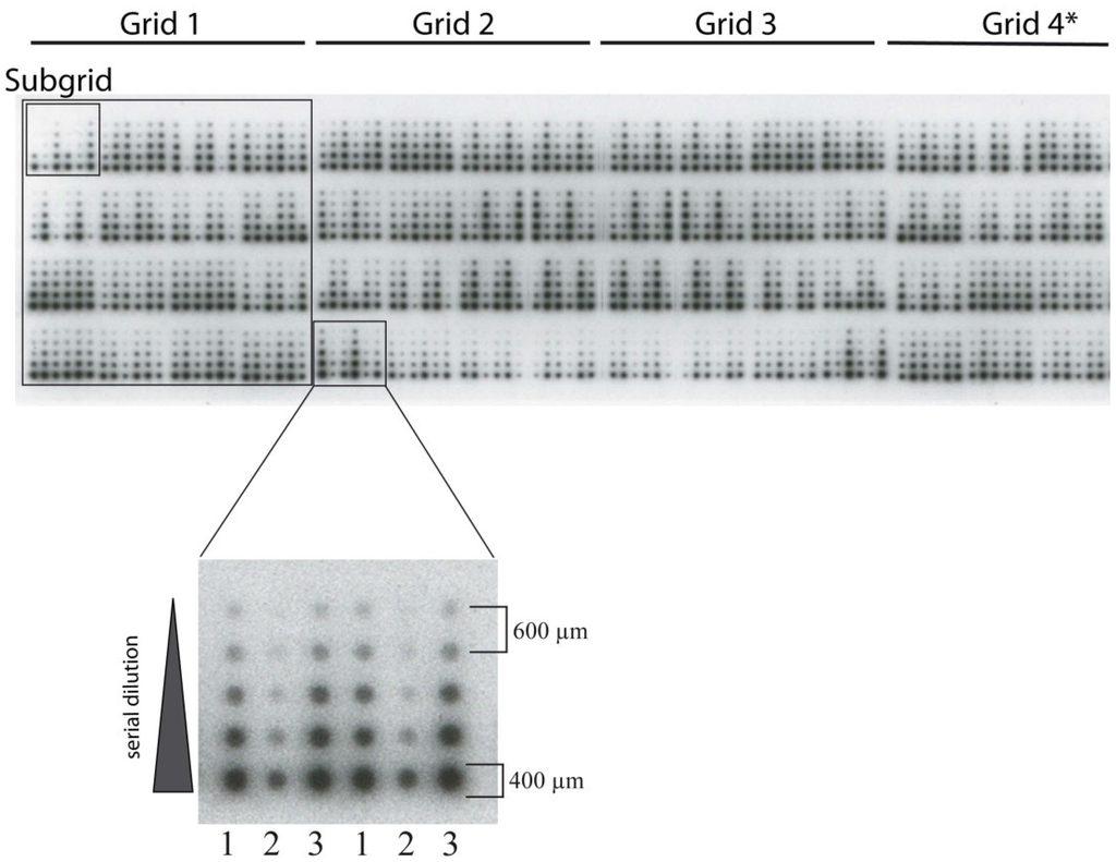 Microarrays 04 00098 g005 1024