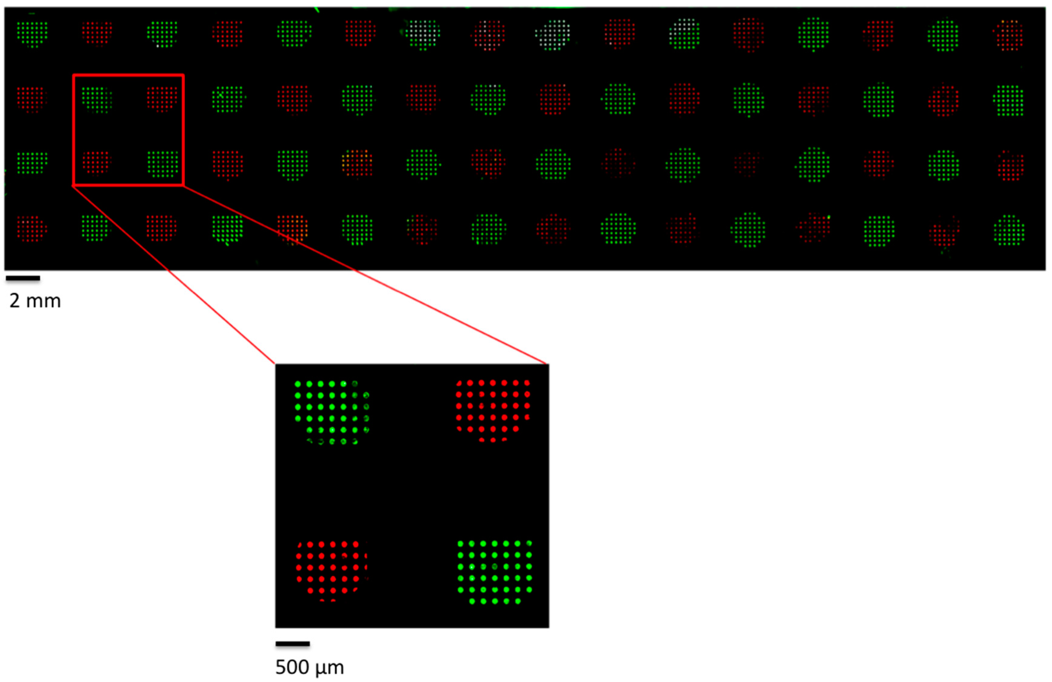 Microarrays 05 00025 g003