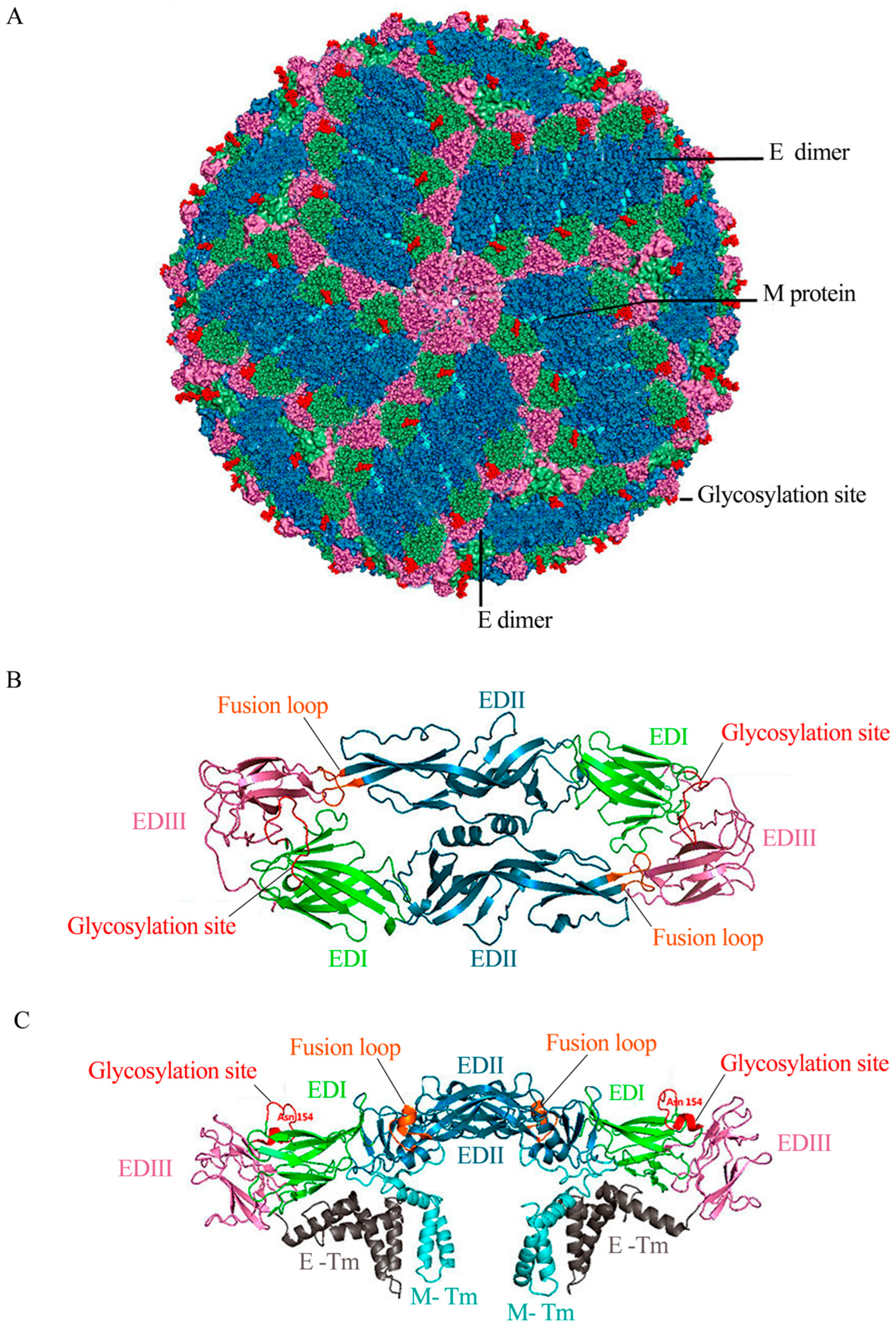 Microbiolres 15 00044 g001