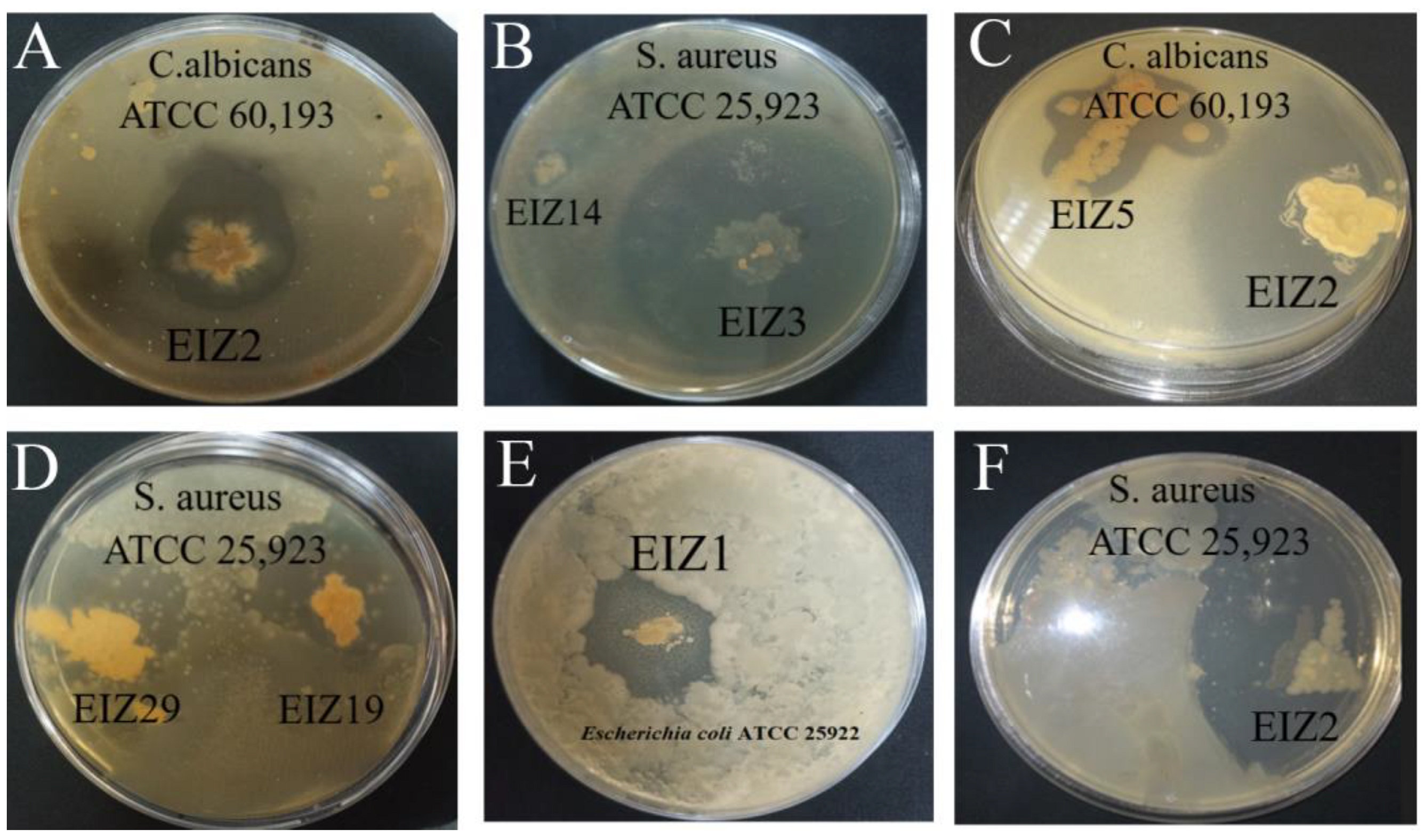 Microbiolres 15 00050 g001