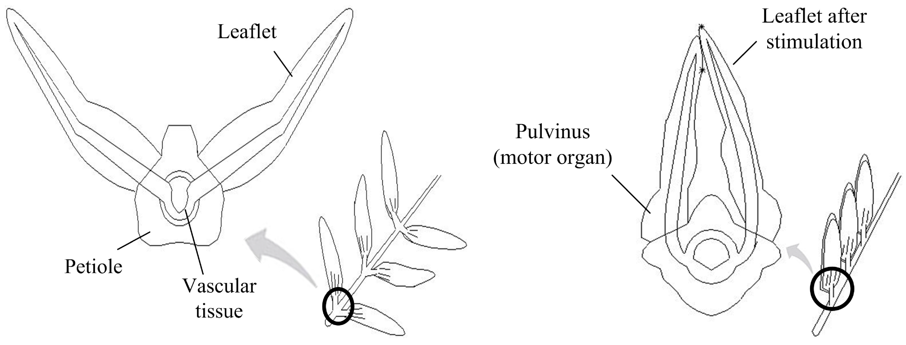 mimosa design