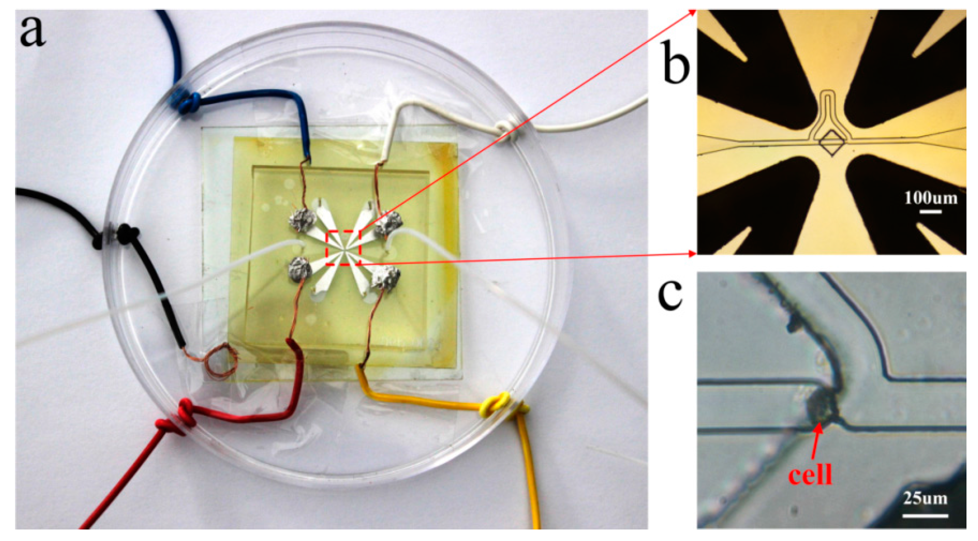 dielectrophoresis thesis dielectrophoresis thesis