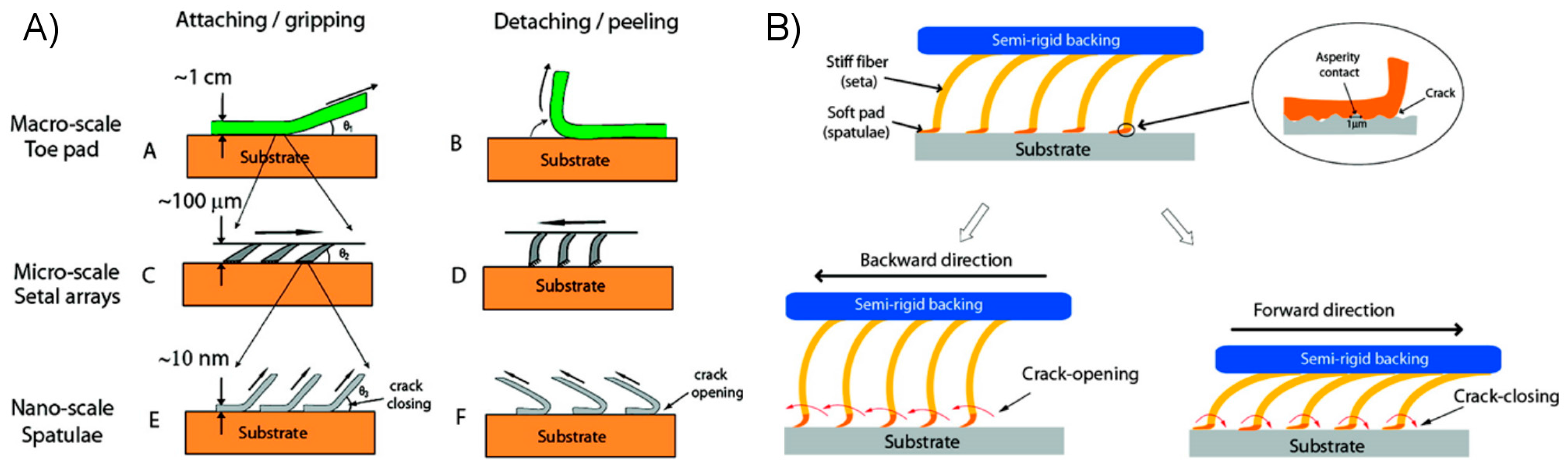 Micromachines Free FullText A Review of the State of Dry Adhesives