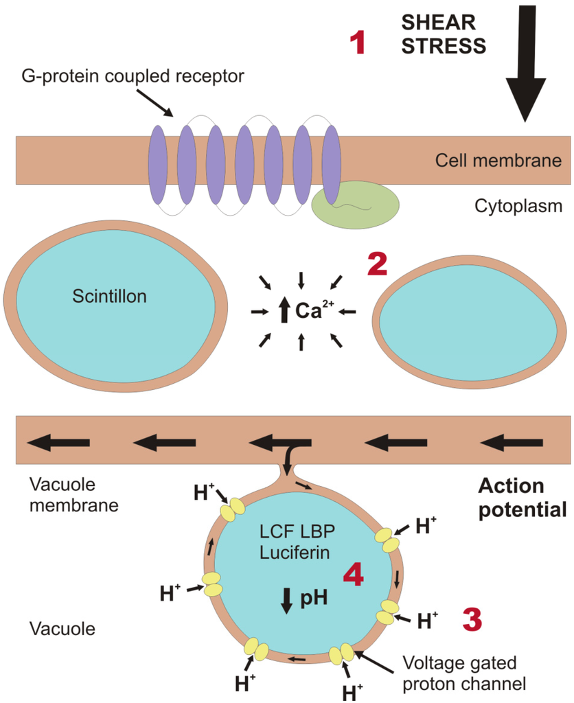 Microorganisms 01 00003 g001 1024