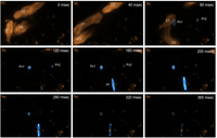 Microorganisms 01 00003 g003 200