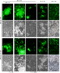 Microorganisms 01 00100 g006 200