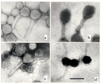 Microorganisms 02 00001 g001 200