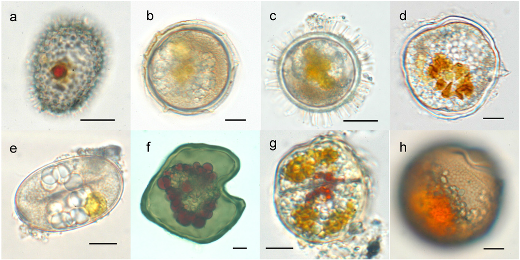 Microorganisms 02 00011 g001 1024
