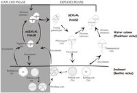 Microorganisms 02 00011 g002 200