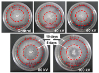 Microorganisms 02 00058 g013 200