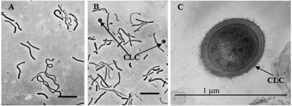 archaea analysis paper archaea researching paper