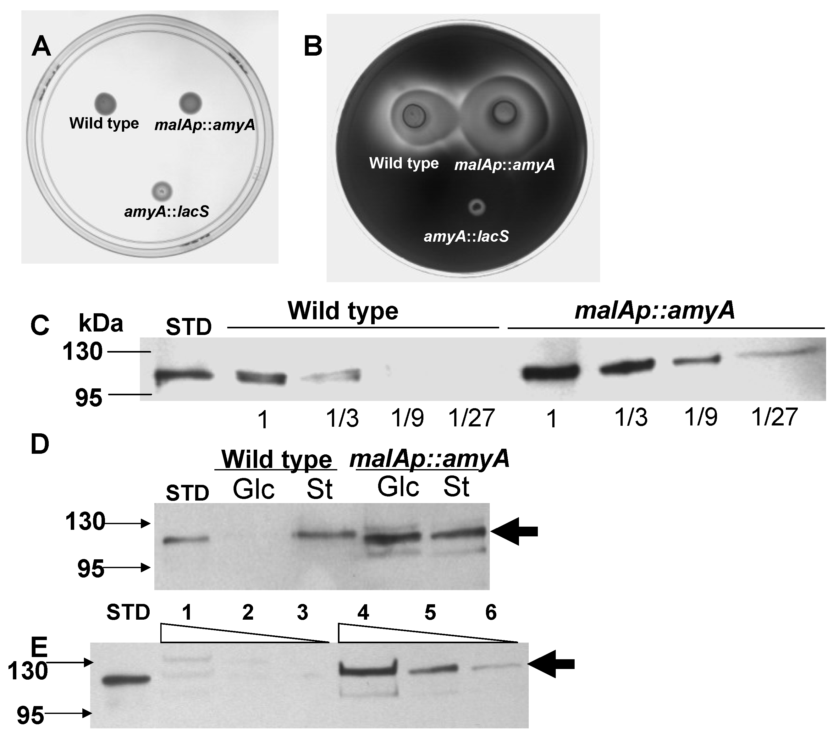 Microorganisms 03 00567 g002
