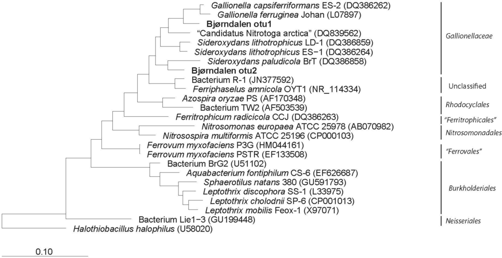 Gallionellaceae; Gallionella