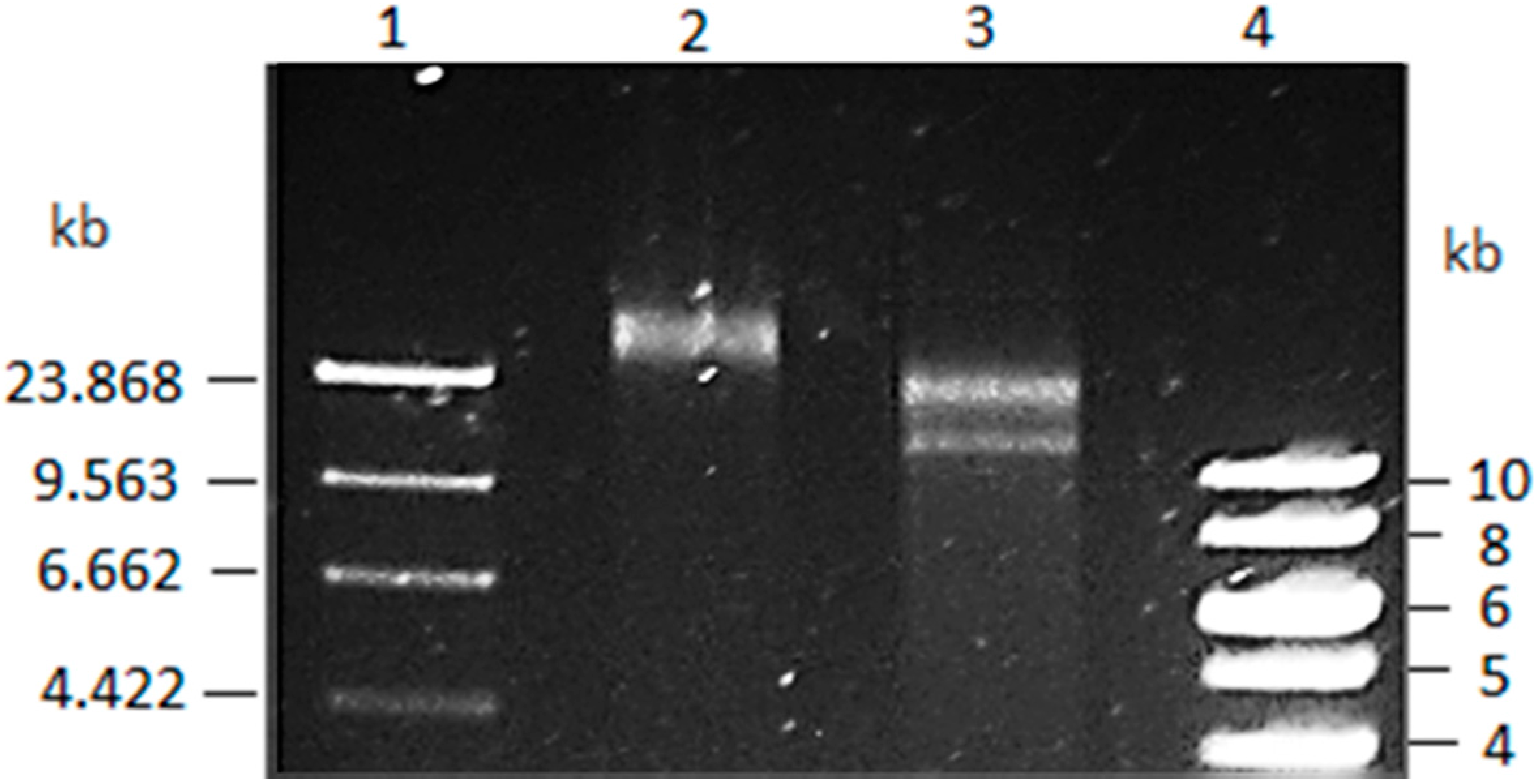Microorganisms 04 00003 g001
