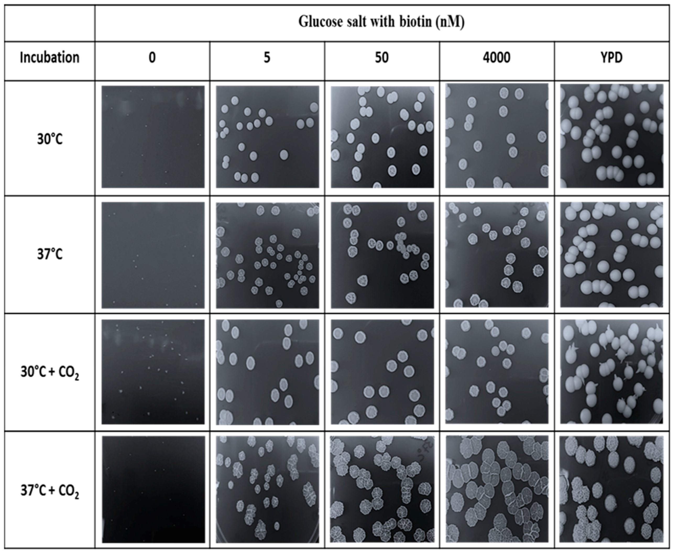 Microorganisms 04 00037 g009