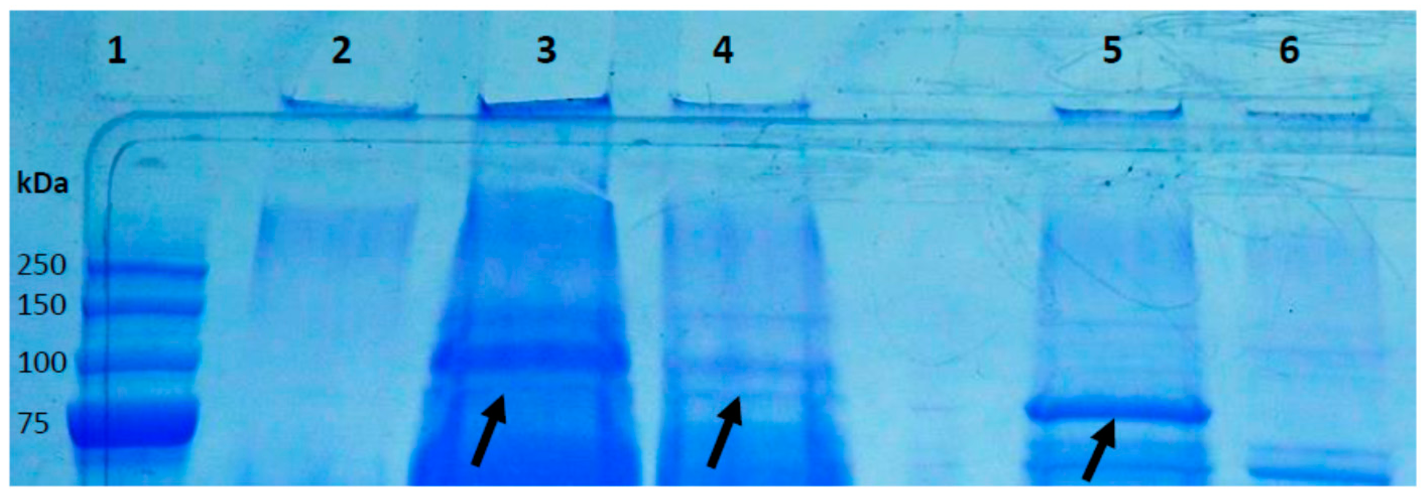 Microorganisms 05 00057 g004