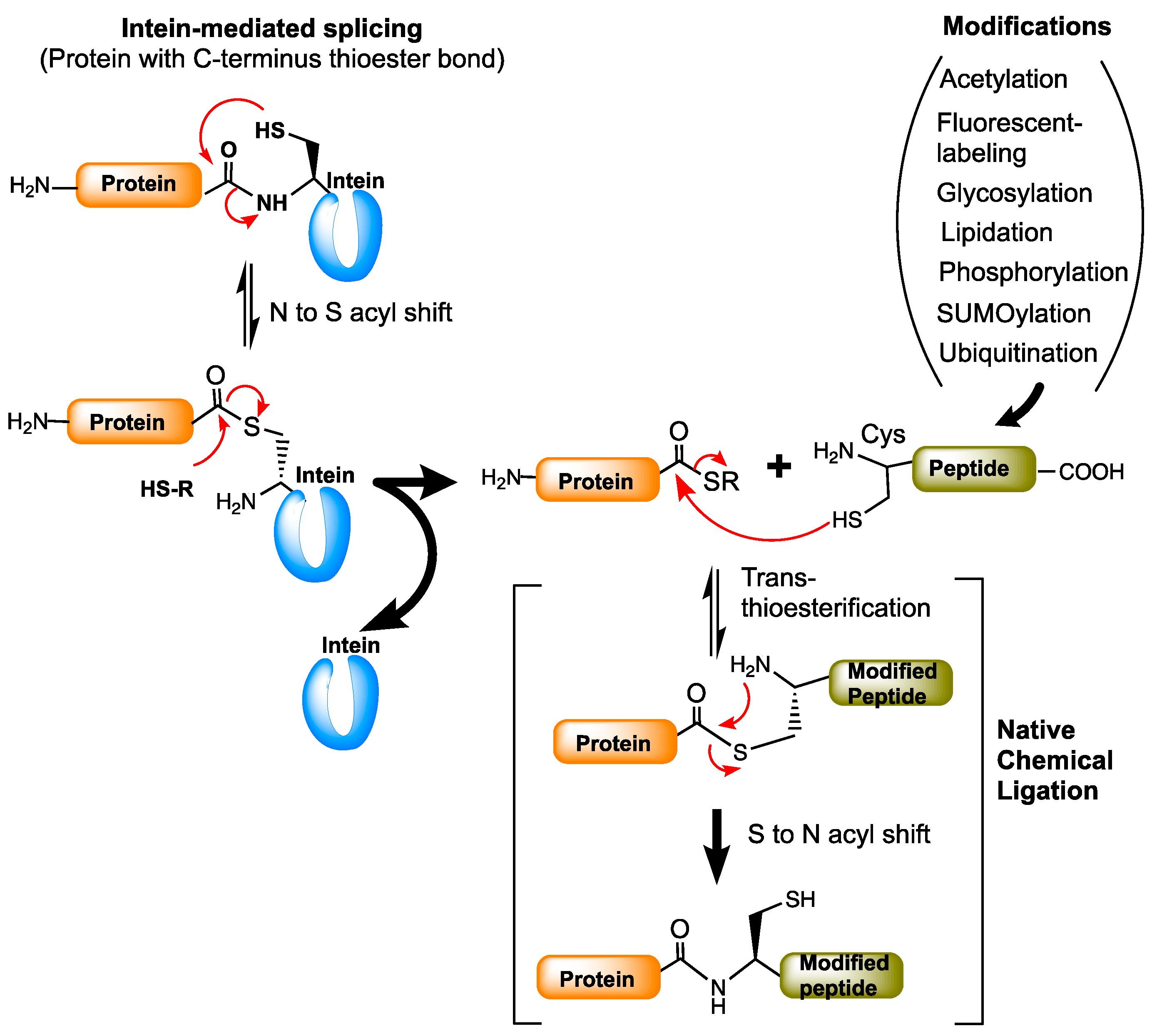 Free FullText Inteins Localized Distribution, Gene