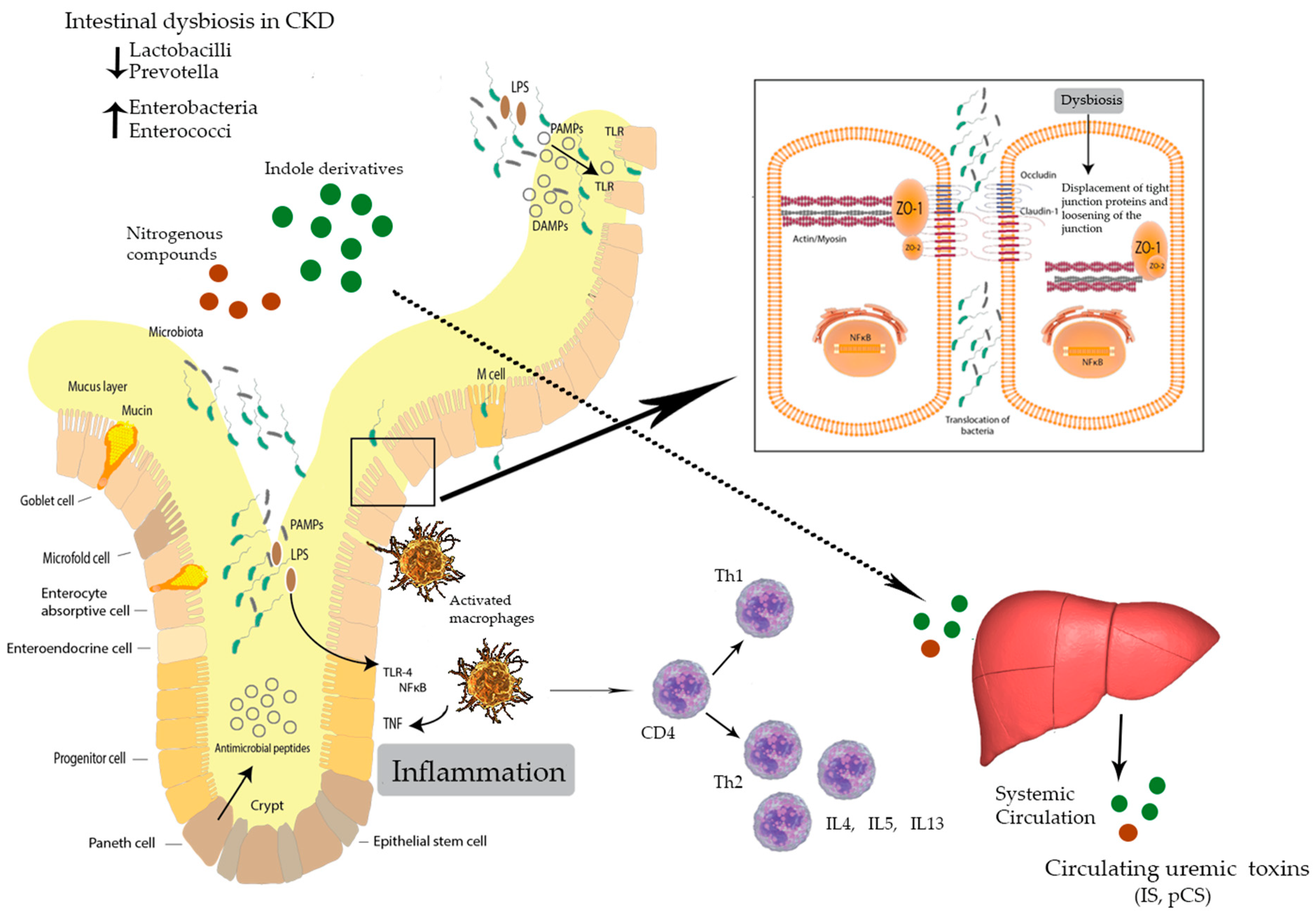 Microorganisms 07 00228 g001
