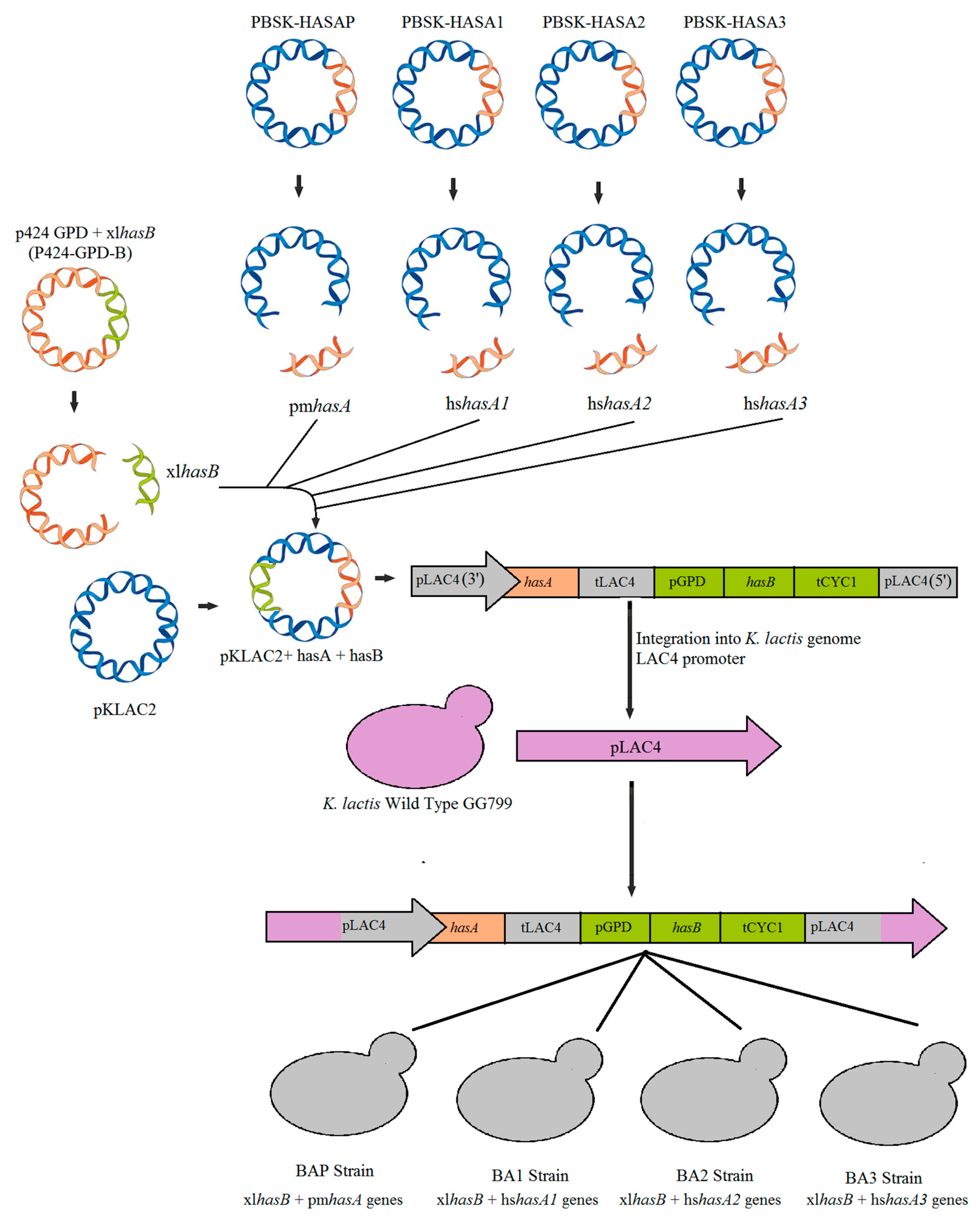 Microorganisms 07 00294 g002 Microorganisms 07 00294 g002