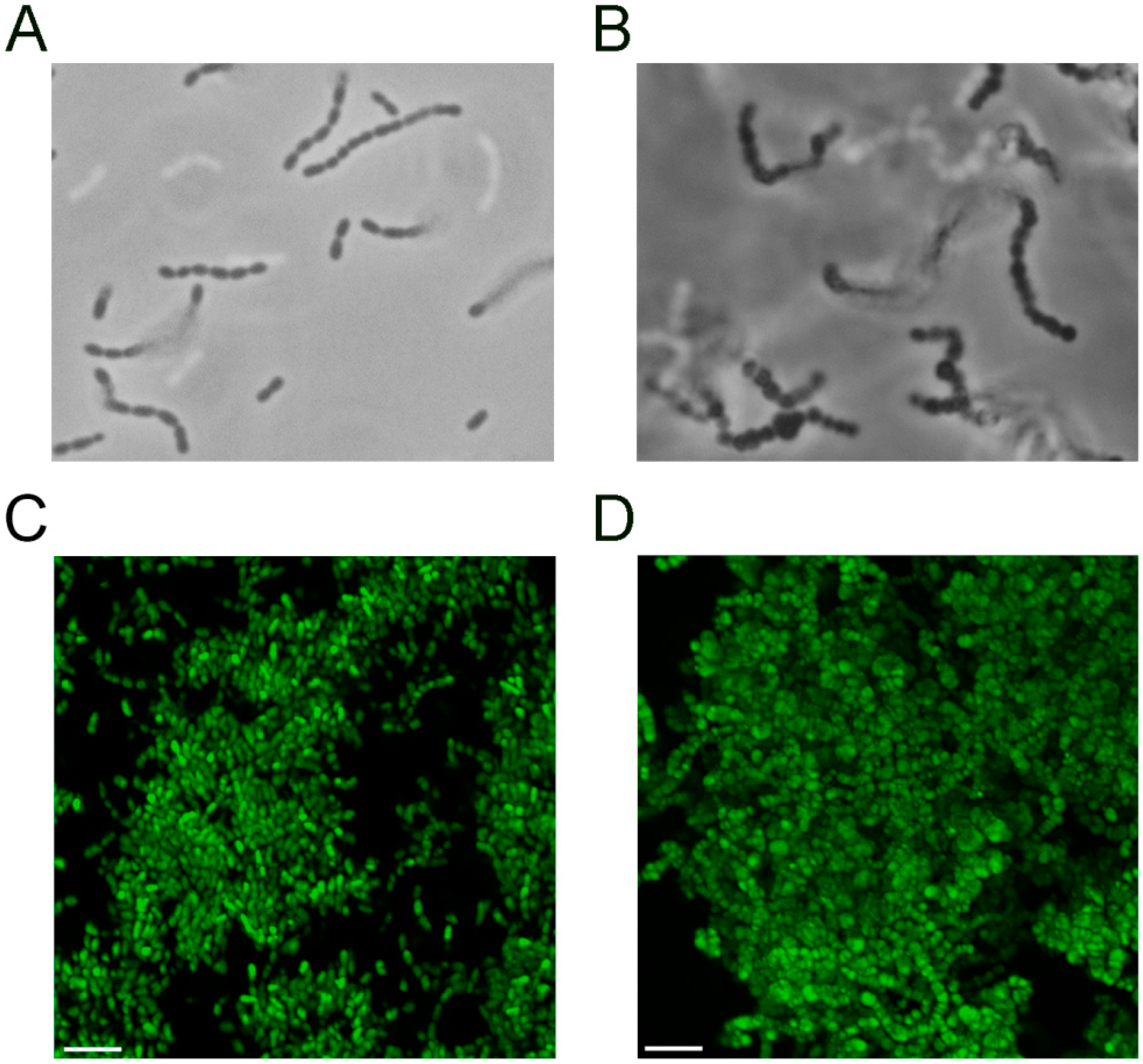 Microorganisms 07 00310 g004