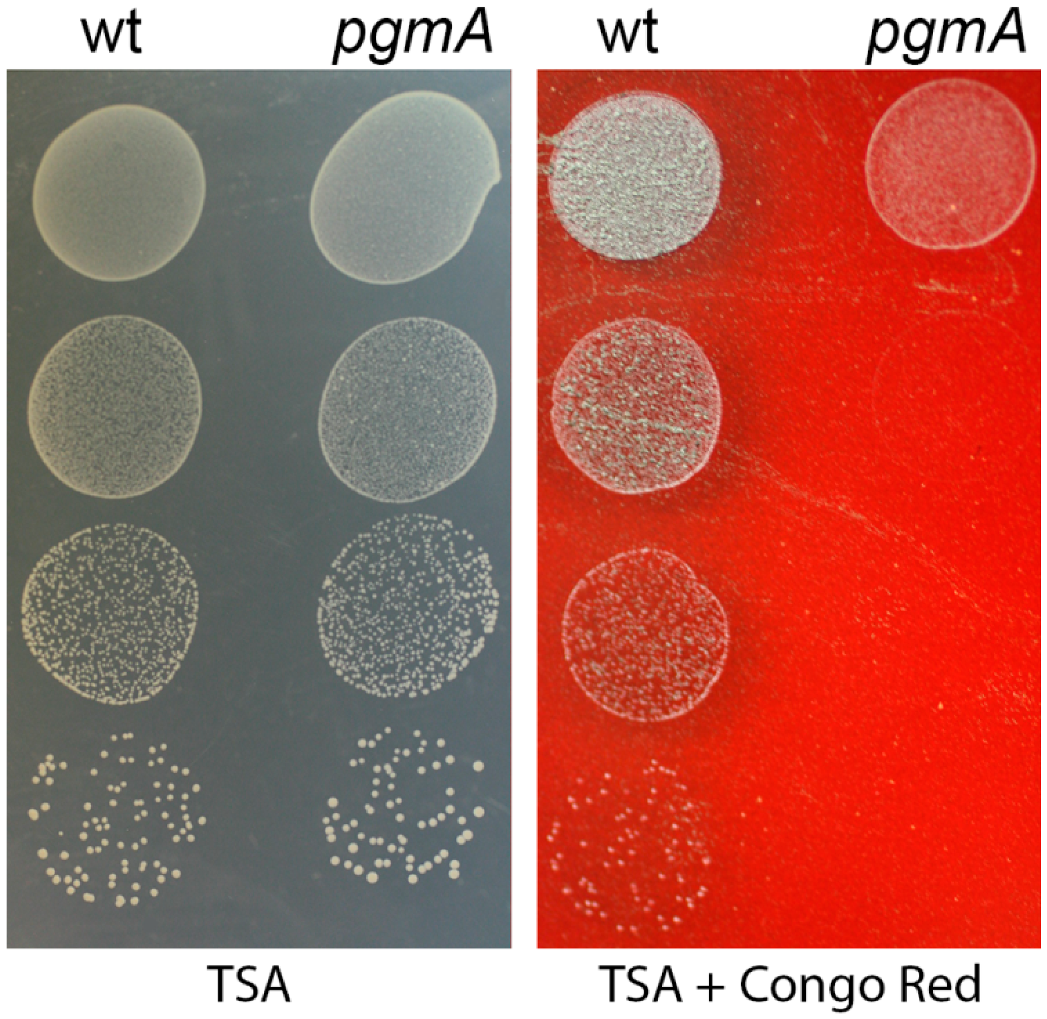Microorganisms 07 00310 g005