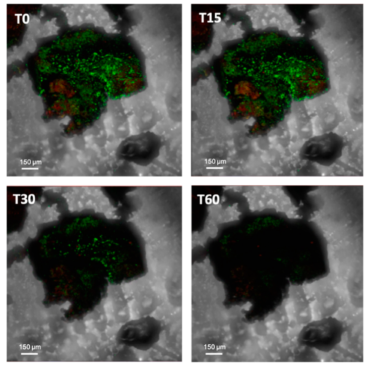 Microorganisms 07 00380 g002