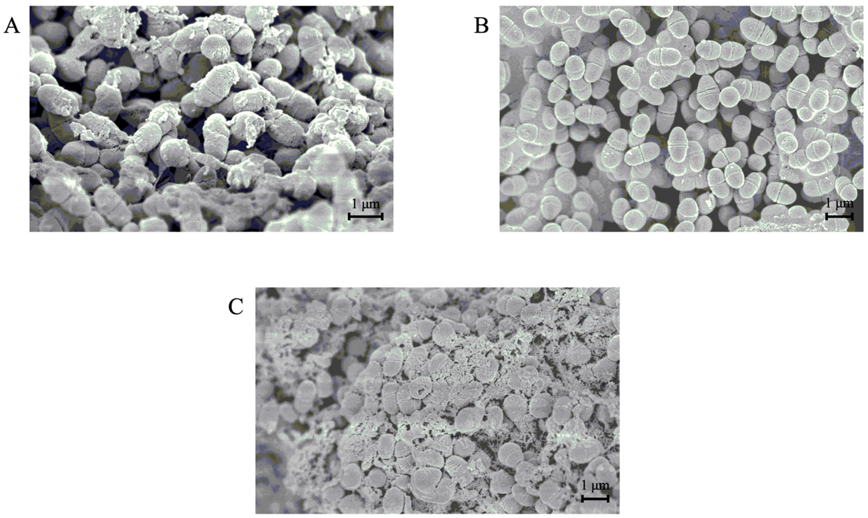 Microorganisms 09 01390 g004