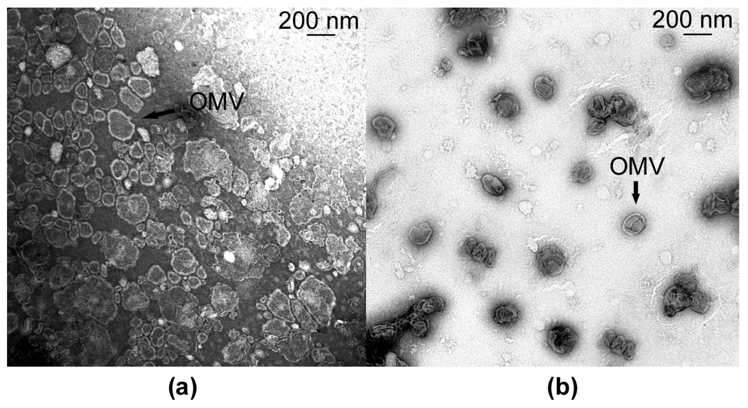 Microorganisms 11 02853 g004