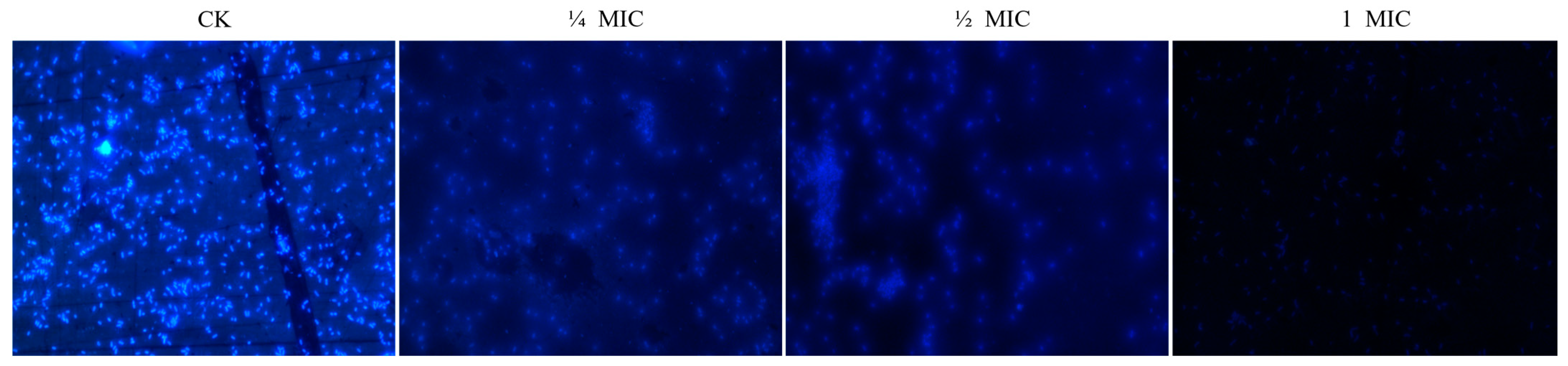 Microorganisms 12 00415 g004