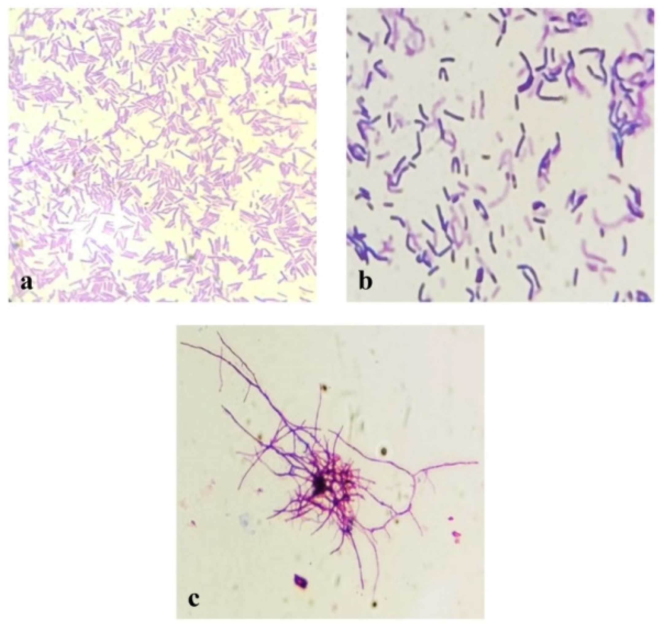 Microorganisms 12 00834 g001