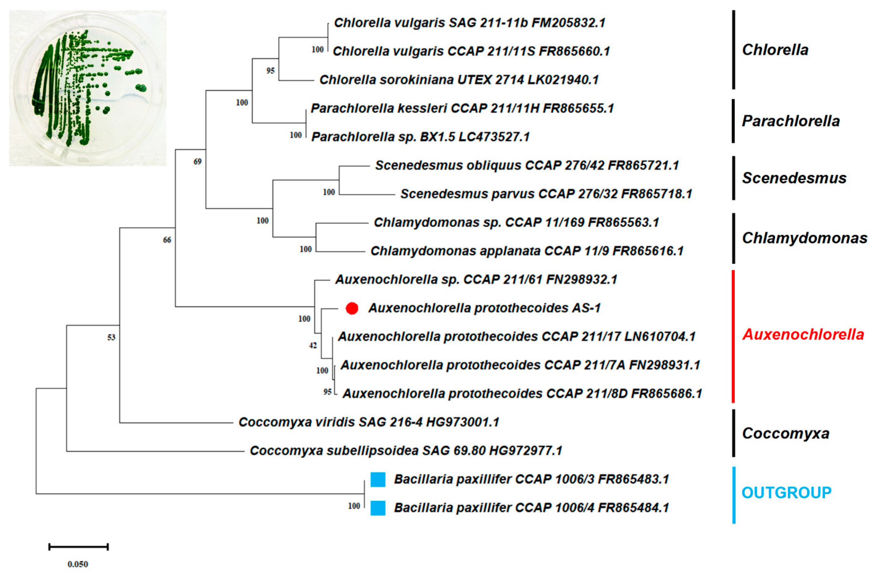 Microorganisms 12 00835 g001