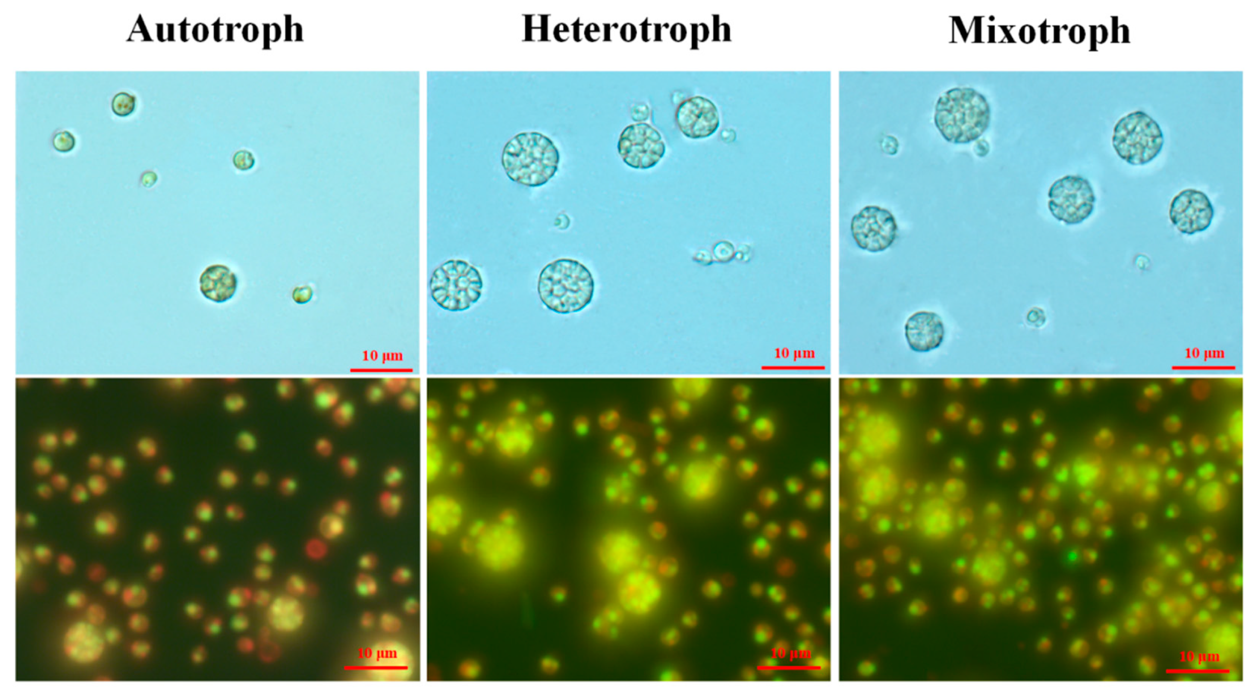 Microorganisms 12 00835 g003