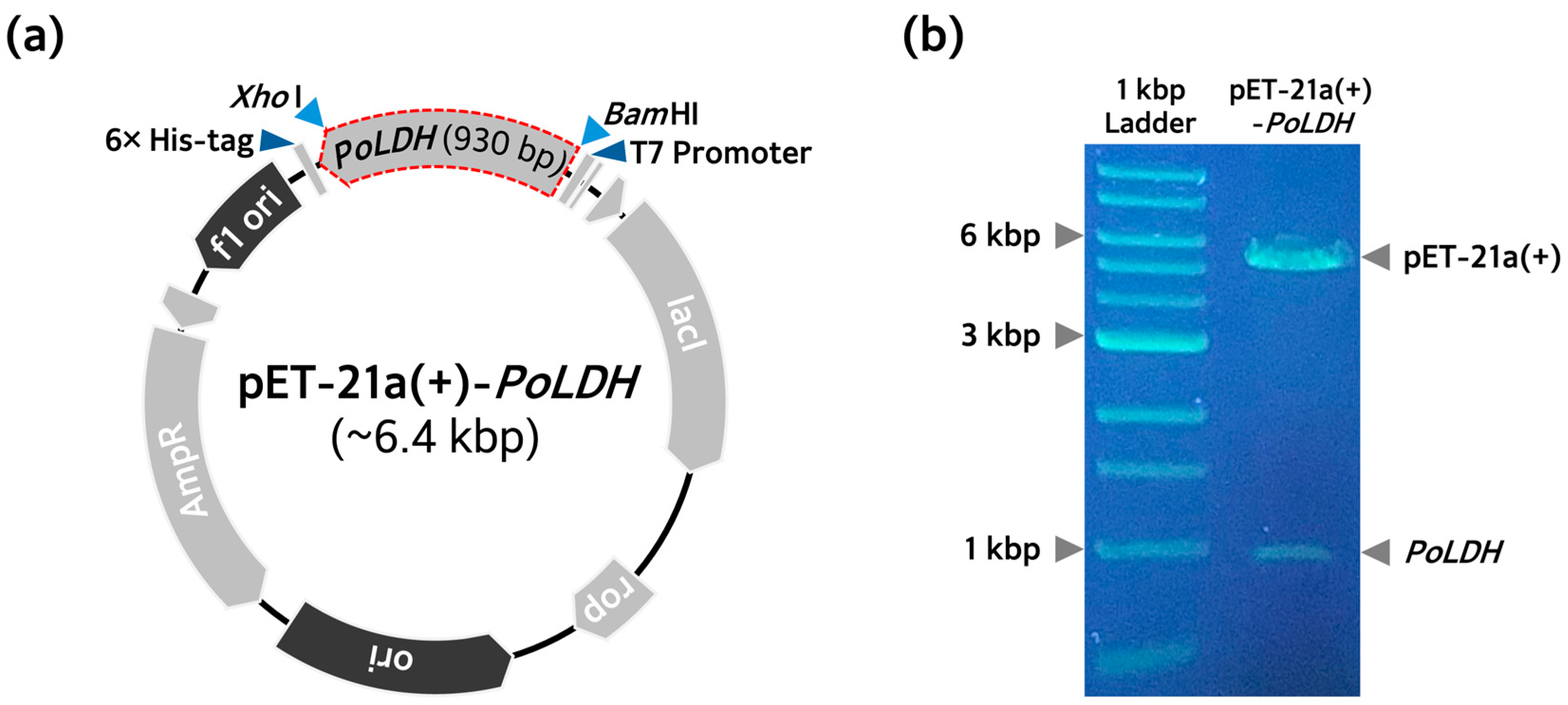 Microorganisms 12 00876 g001