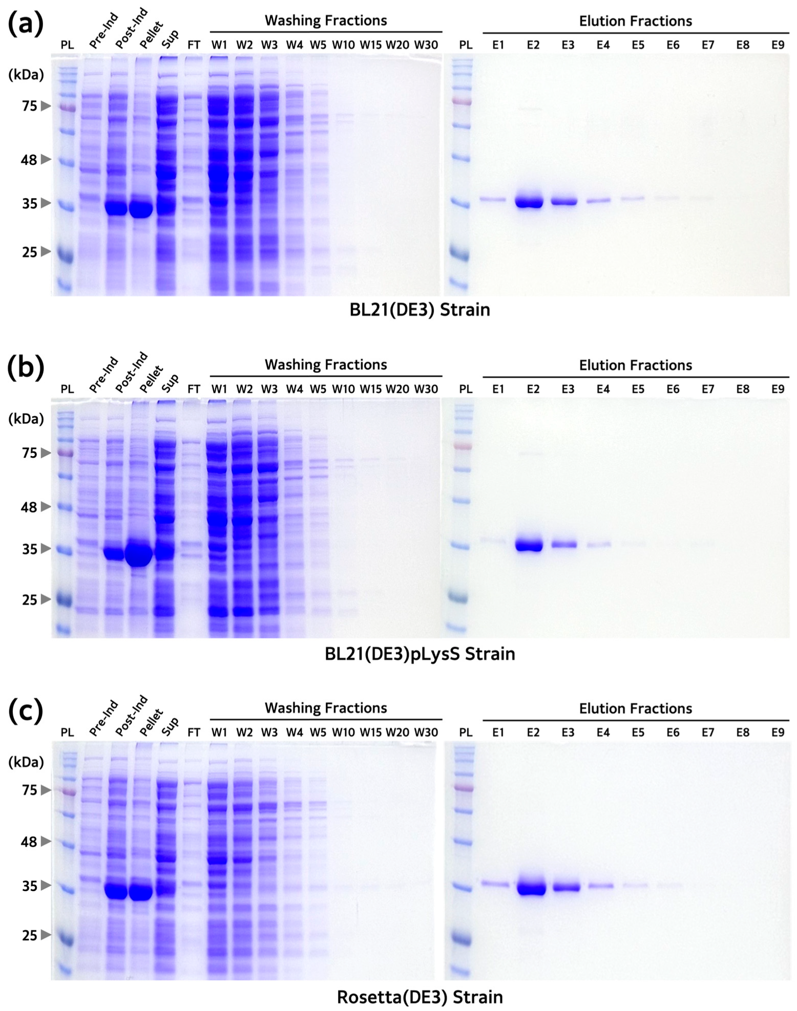 Microorganisms 12 00876 g005