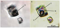Minerals 02 00435 g011 200