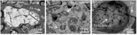 Minerals 03 00412 g007 200