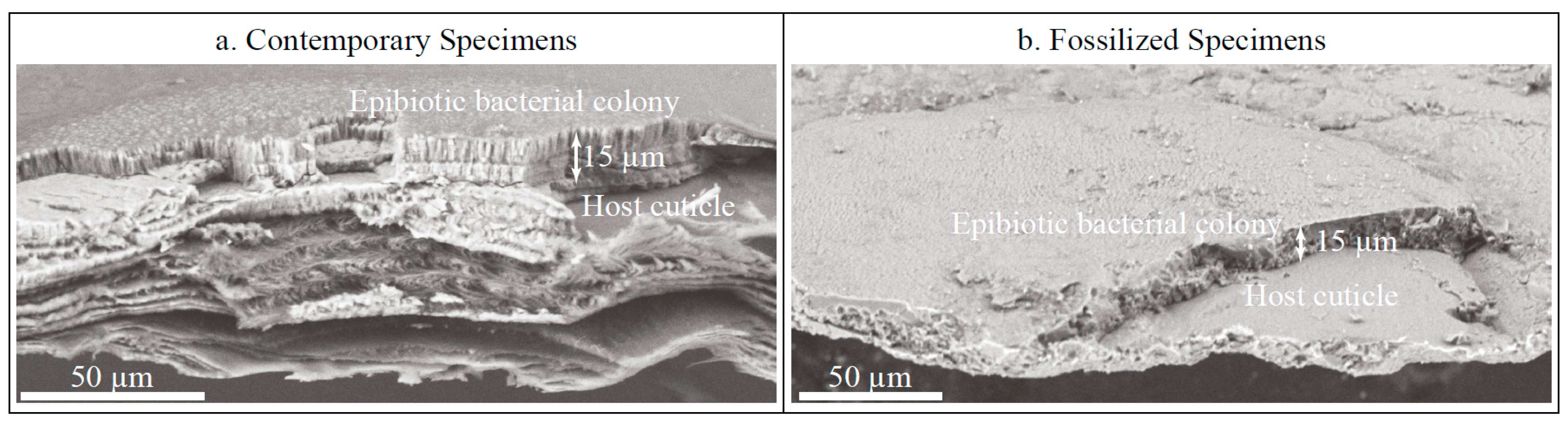 Minerals 05 00488 g004