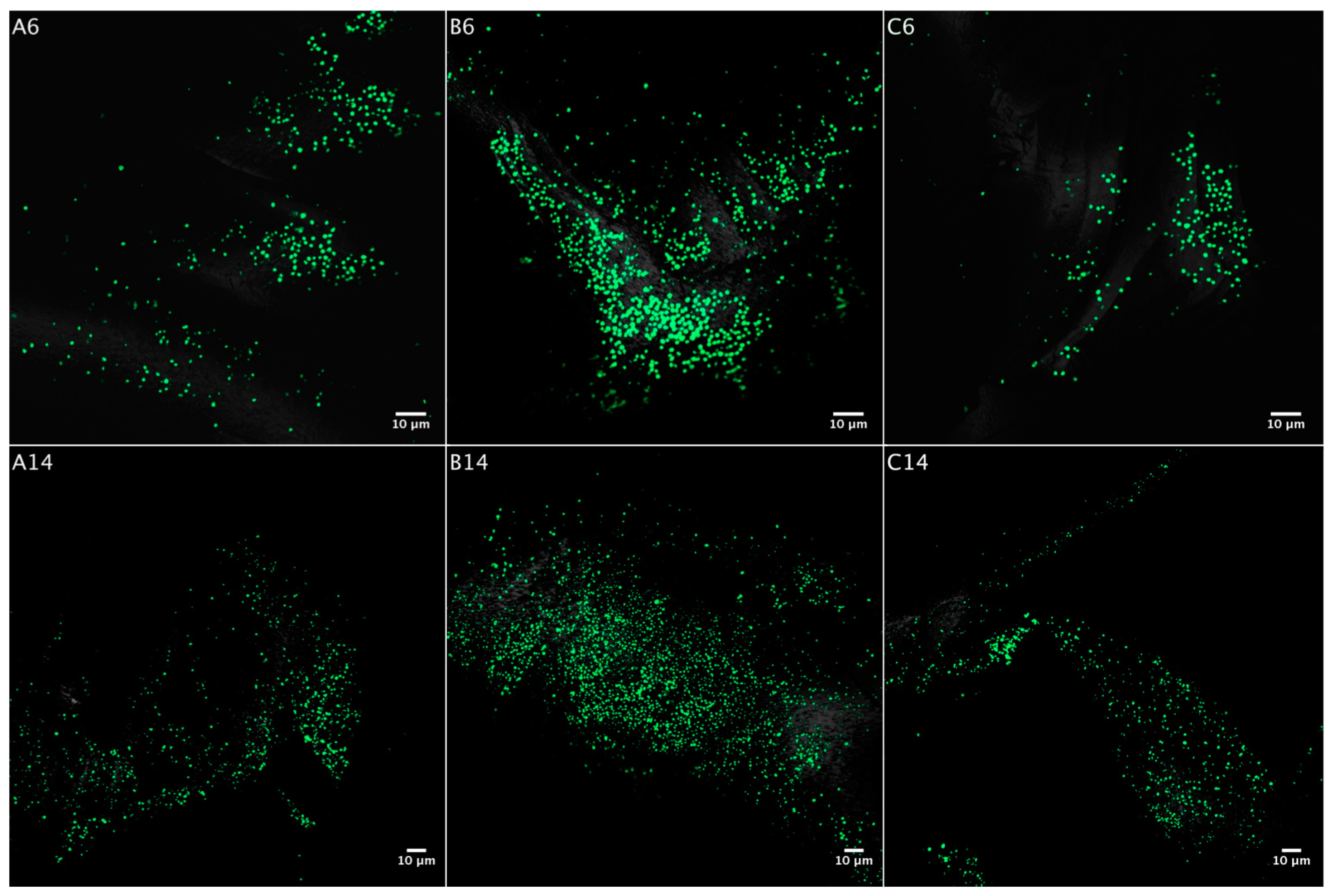 Minerals 06 00076 g005