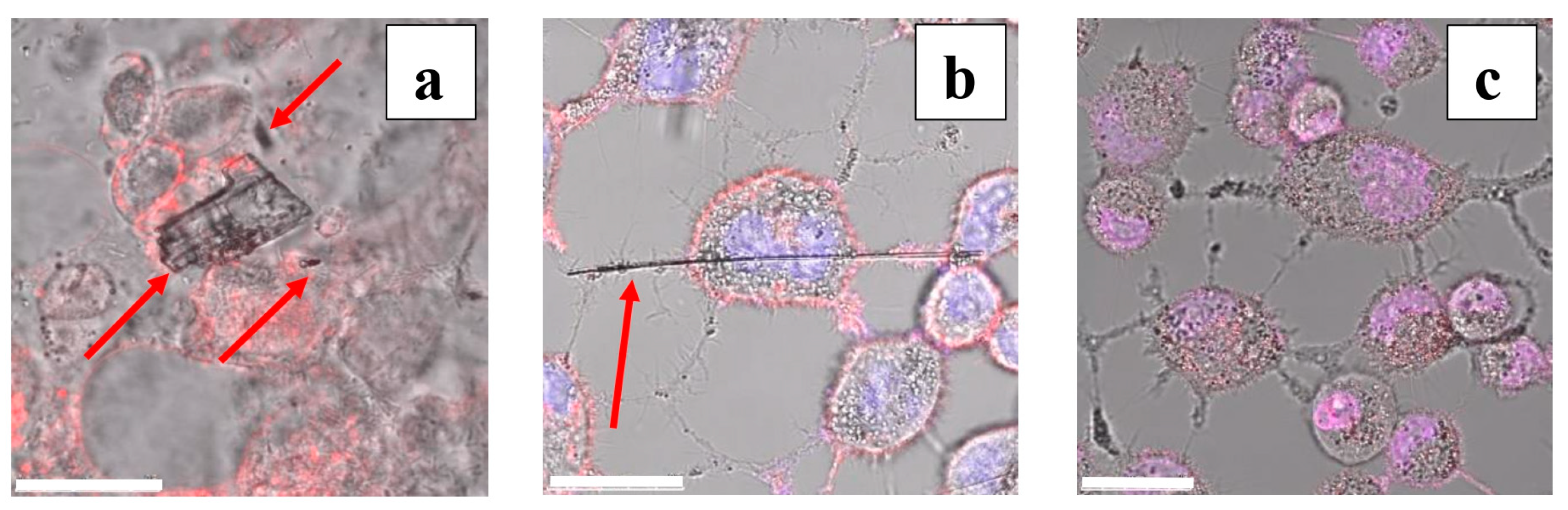 Minerals 14 00101 g004