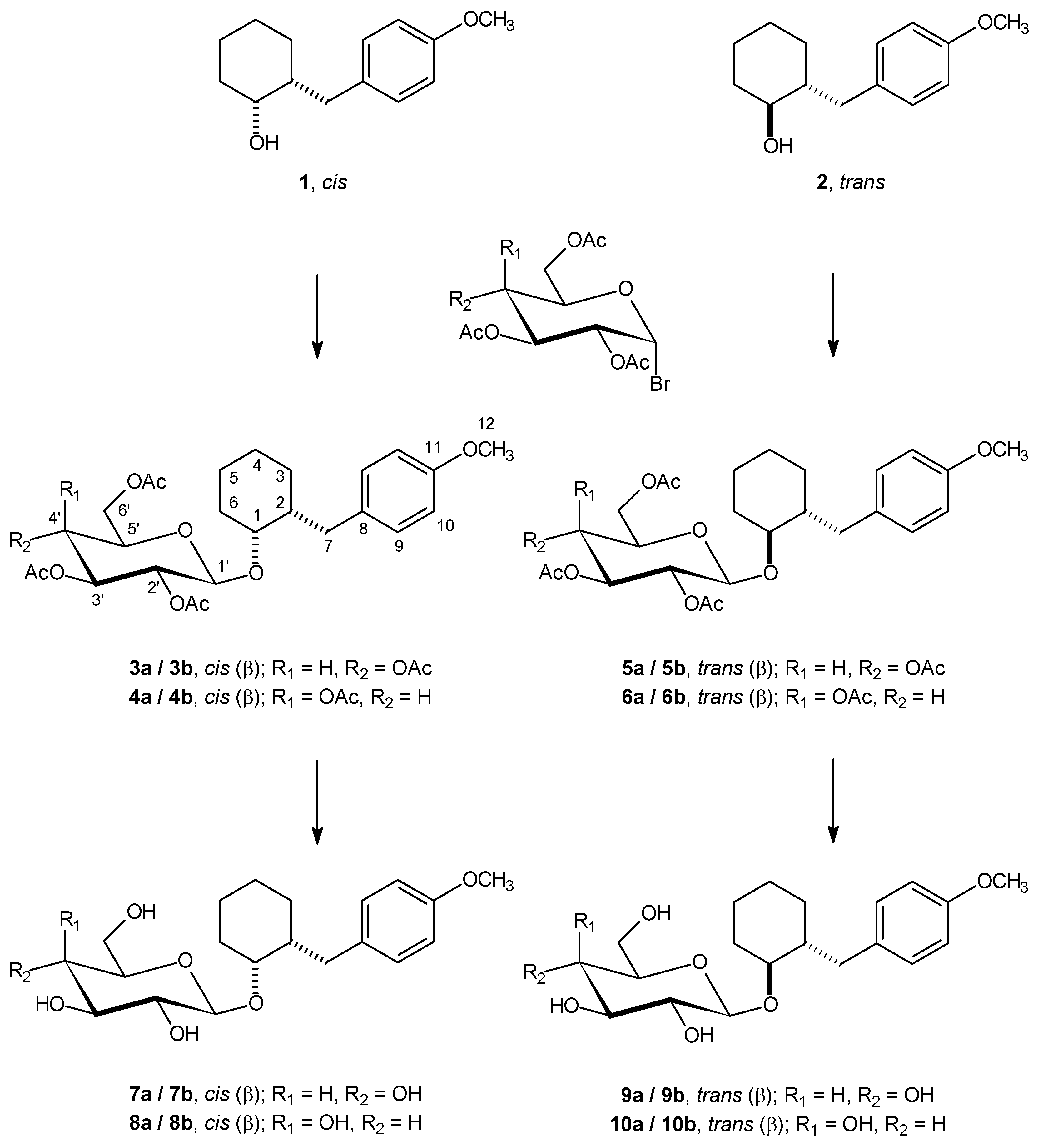 term paper on glycosides term paper on glycosides