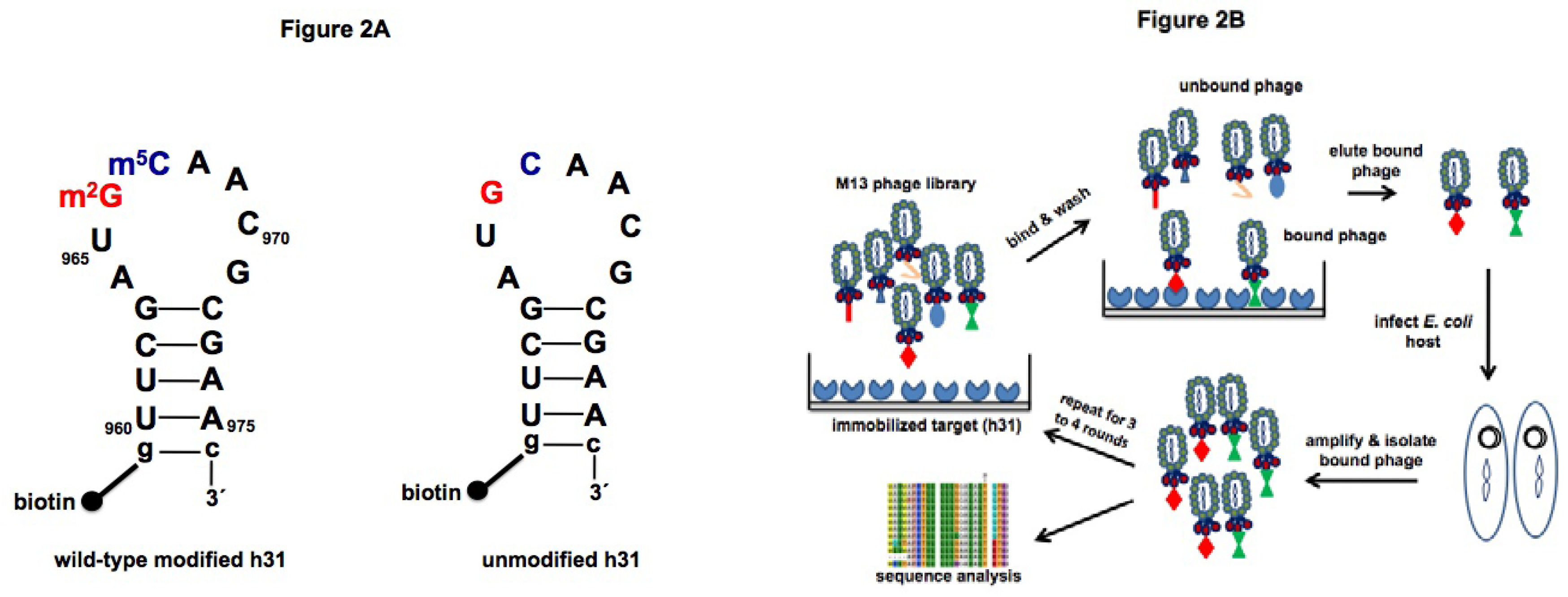 Molecules 16 01211 g002