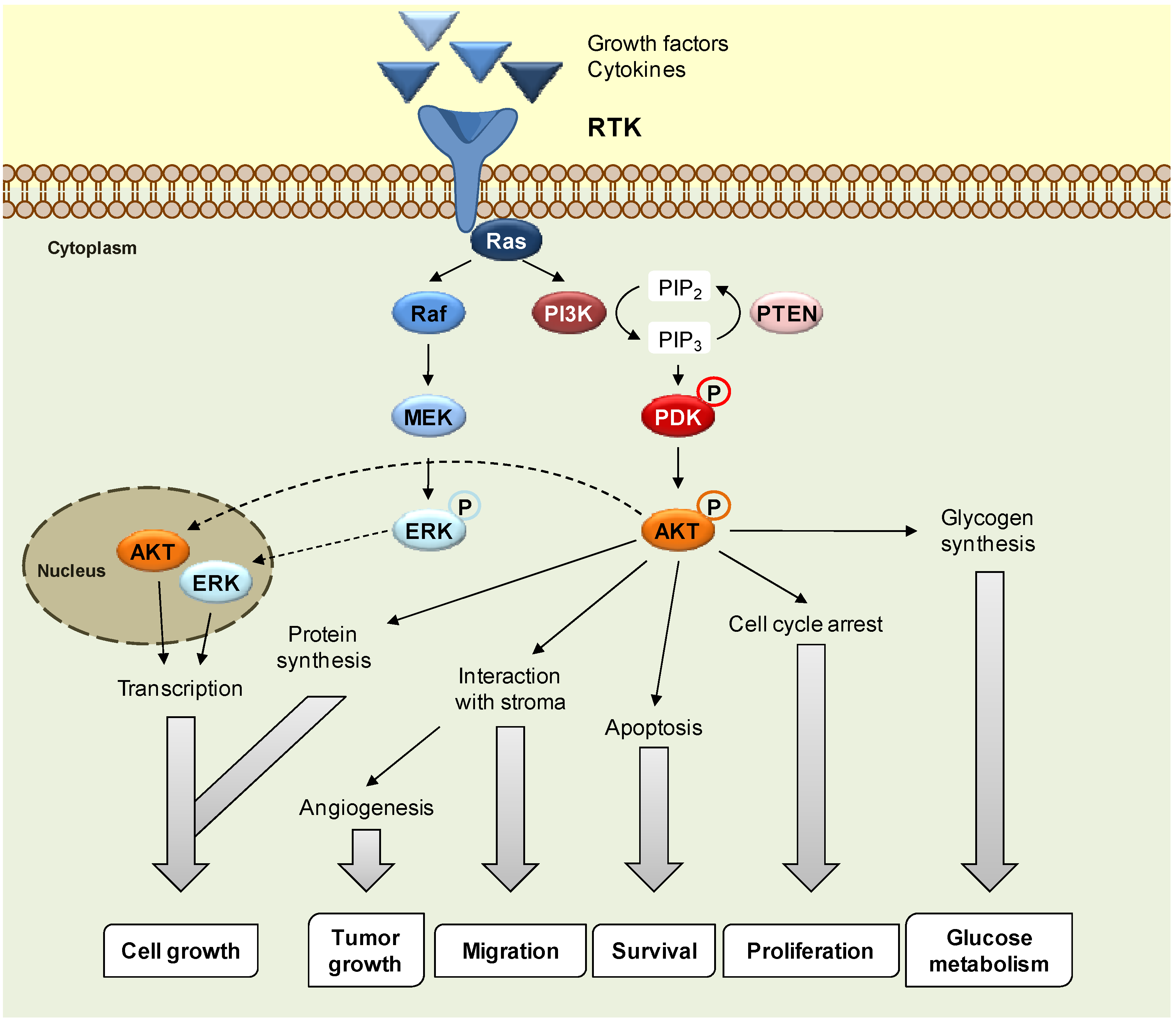 Molecules 16 06349 g001